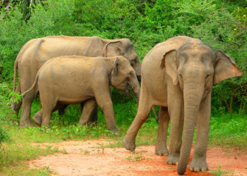 Яла Национальный Парк, Шри-Ланка, фото № 52687 – фотографии Шри-Ланки