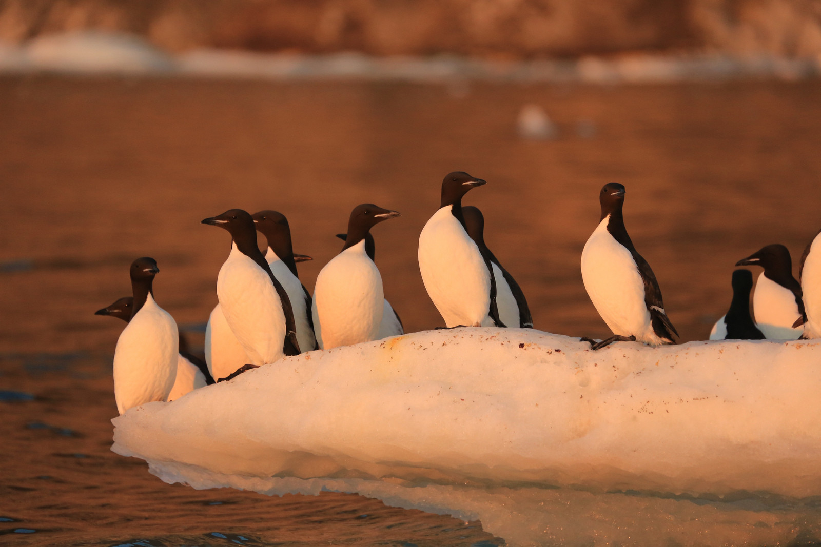 Остров Врангеля на Чукотке. Фото 1 – фотографии России