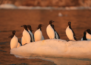 Остров Врангеля на Чукотке. Фото 1 – фотографии России