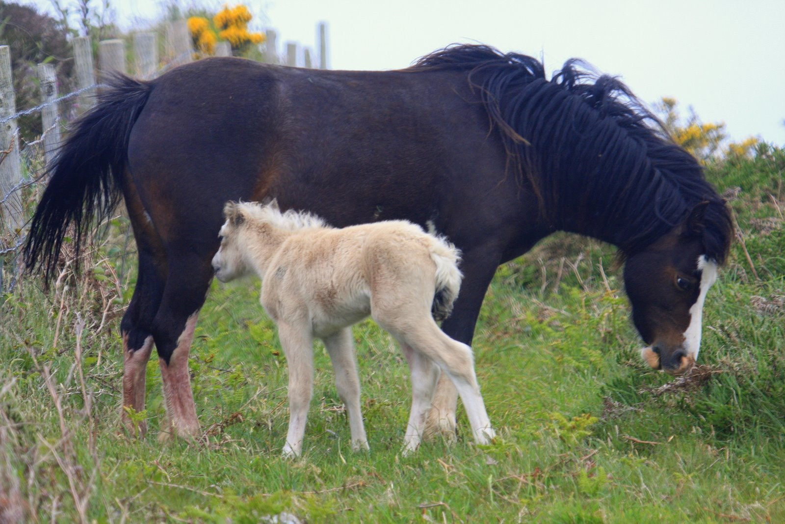 Уэльс, Великобритания, фото № 67903 – фотографии Великобритании