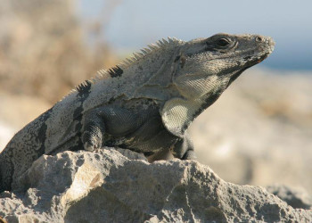 Тулум, Ривьера-Майя, Мексика, фото № 44202 – фотографии Мексики