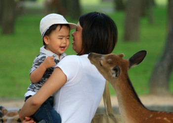 Nara – фотографии Японии
