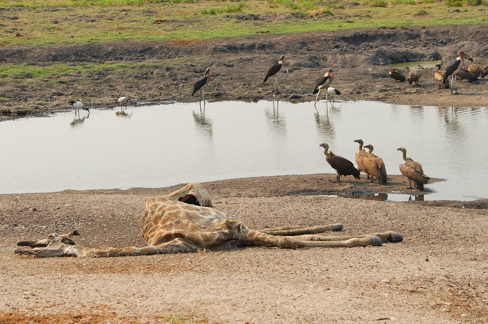 Chobe_kaelkirjak – фотографии Ботсваны