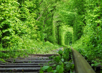 Коридор растений в форме арки (Tunnel of Love) в Ровенской области, Украина – фотографии Украины