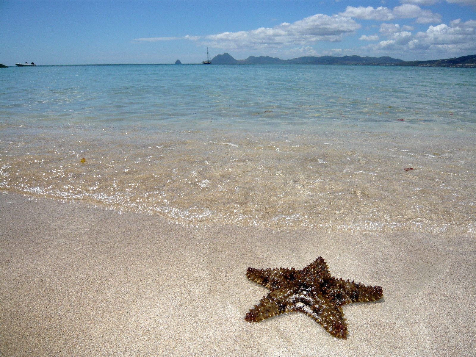 Звезда на пляже в окрестностях Ле-Труа-Иле – фотографии Мартиники