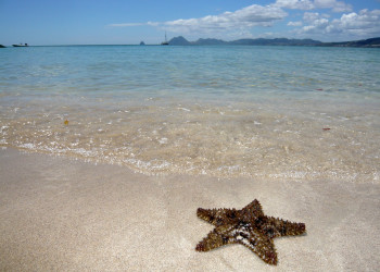Звезда на пляже в окрестностях Ле-Труа-Иле – фотографии Мартиники