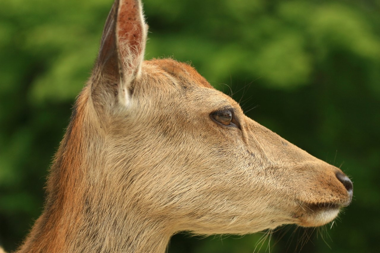 Nara – фотографии Японии