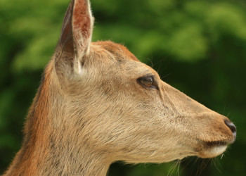 Nara – фотографии Японии