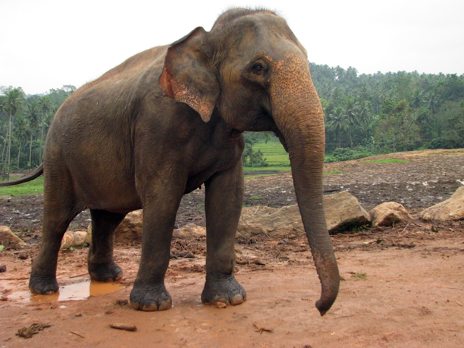 Слоновий питомник Пиннавела – фотографии Шри-Ланки