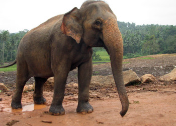 Слоновий питомник Пиннавела – фотографии Шри-Ланки