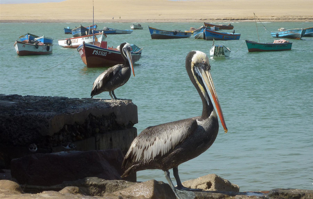 Пеликаны – фотографии Перу