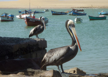 Пеликаны – фотографии Перу