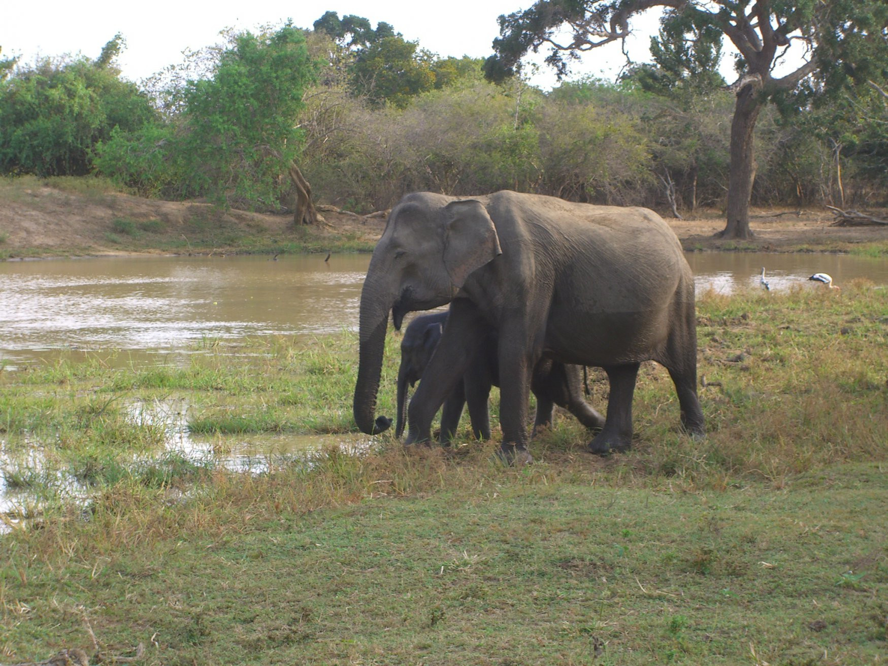 Яла Национальный Парк, Шри-Ланка, фото № 52600 – фотографии Шри-Ланки