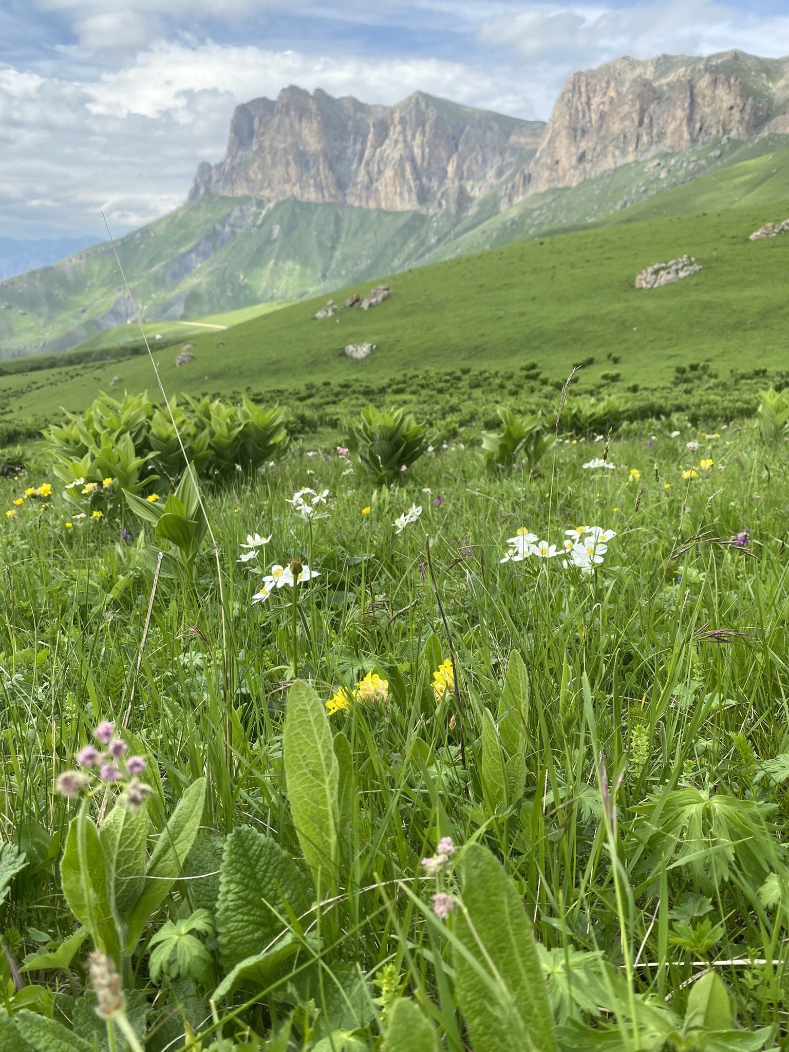 Цветочки и растения перевала Актопрак – фотографии России
