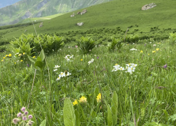 Цветочки и растения перевала Актопрак – фотографии России