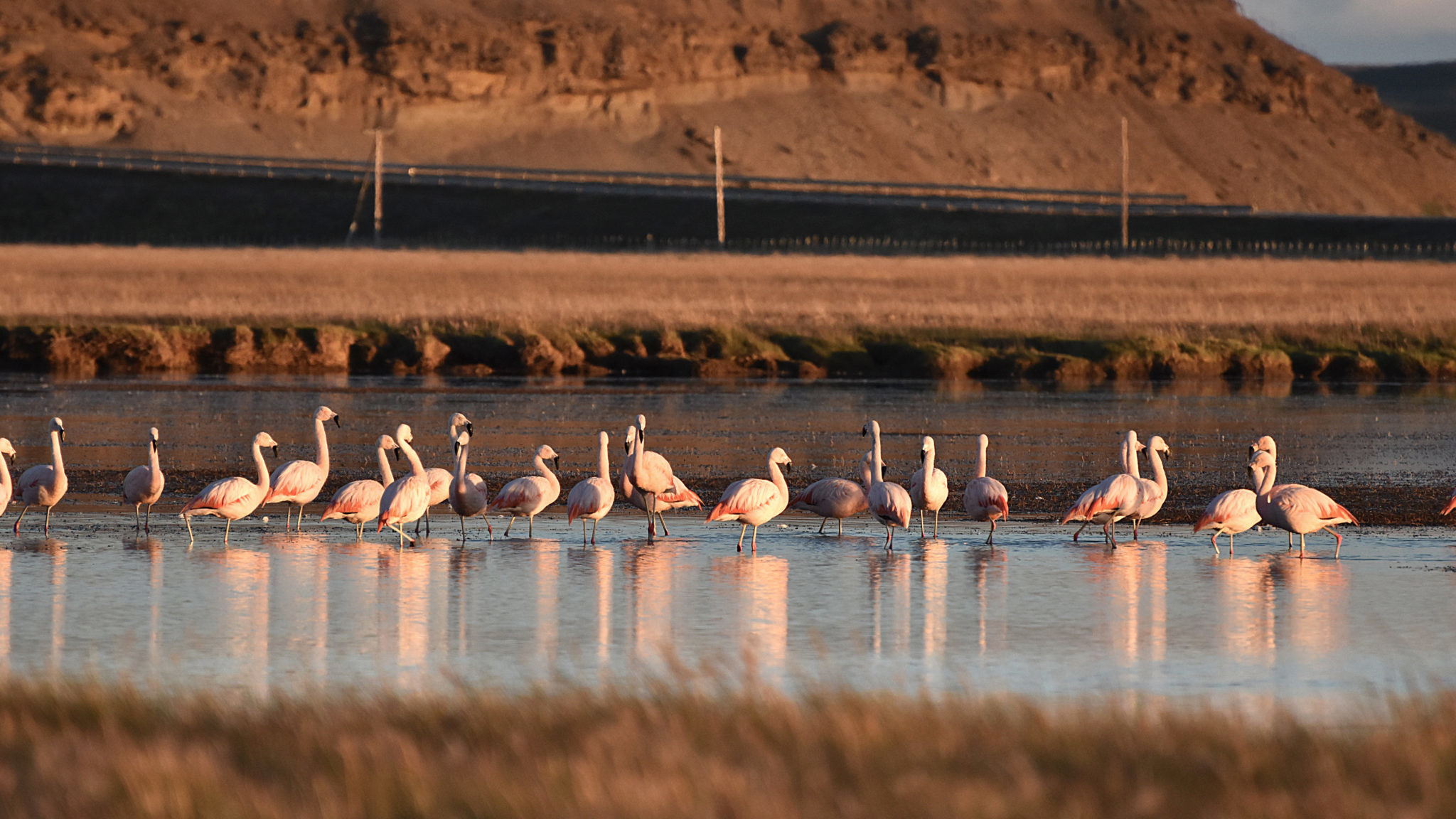 Розовые фламинго. Рио Гранде. Аргентина. – фотографии Аргентины