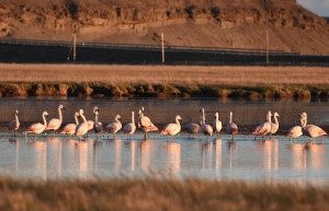 Розовые фламинго. Рио Гранде. Аргентина. – фотографии Аргентины