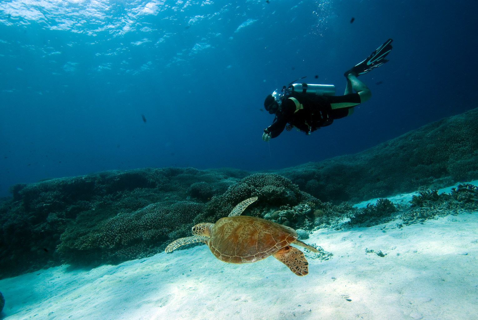 Дайвинг на Филиппинах – фотографии Филиппин