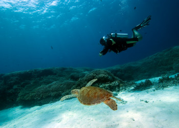 Дайвинг на Филиппинах – фотографии Филиппин