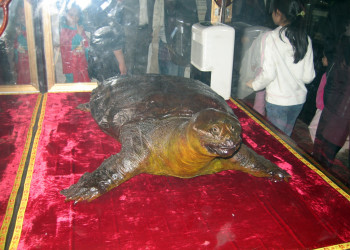 Чучело священной черепахи из озера Хоанкьем – фотографии Вьетнама