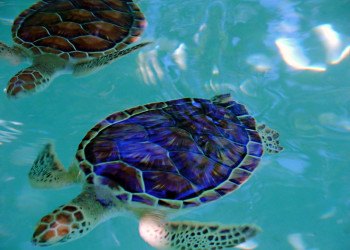 Плайя-дель-Кармен, Ривьера-Майя, Мексика, фото № 43936 – фотографии Мексики