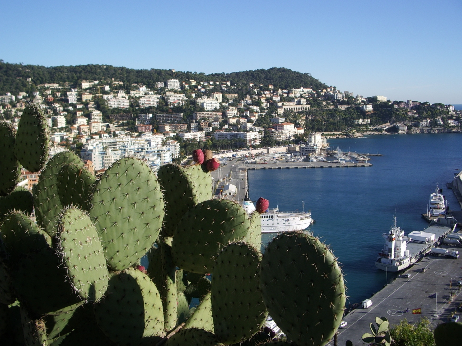 Кактус в Ницце, Франция – фотографии Франции