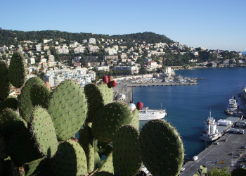 Кактус в Ницце, Франция – фотографии Франции