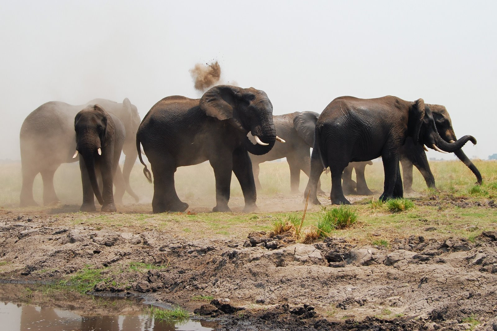 Слоны в национальном парке Чобе, Ботсвана – фотографии Ботсваны