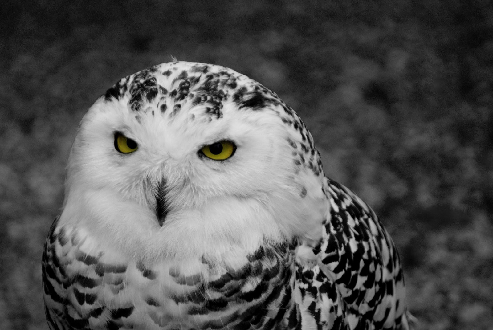 Сова. Фото 1 – фотографии Франции