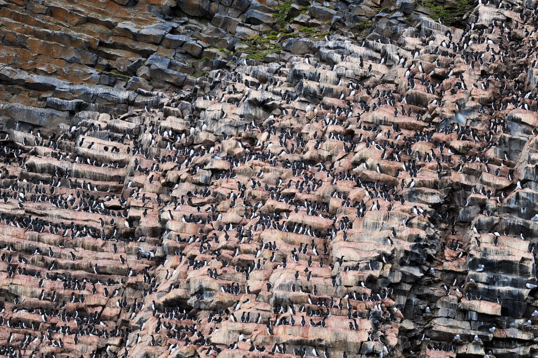 Птичий базар на скале Рубини-Рок – фотографии России