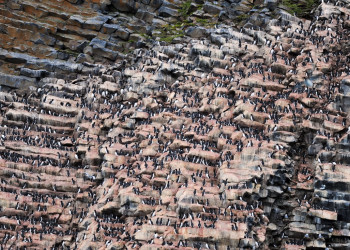 Птичий базар на скале Рубини-Рок – фотографии России