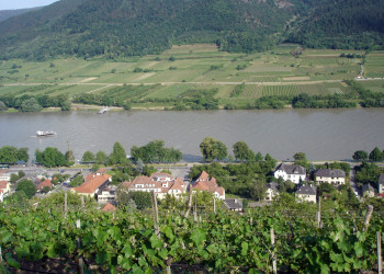 Дунай и виноградники Шпица – фотографии Австрии