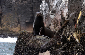 Морской котик – фотографии Перу