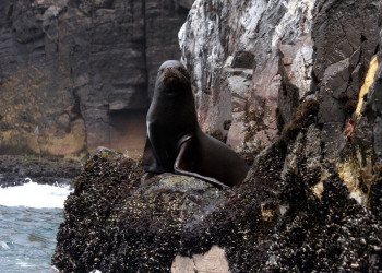 Морской котик – фотографии Перу