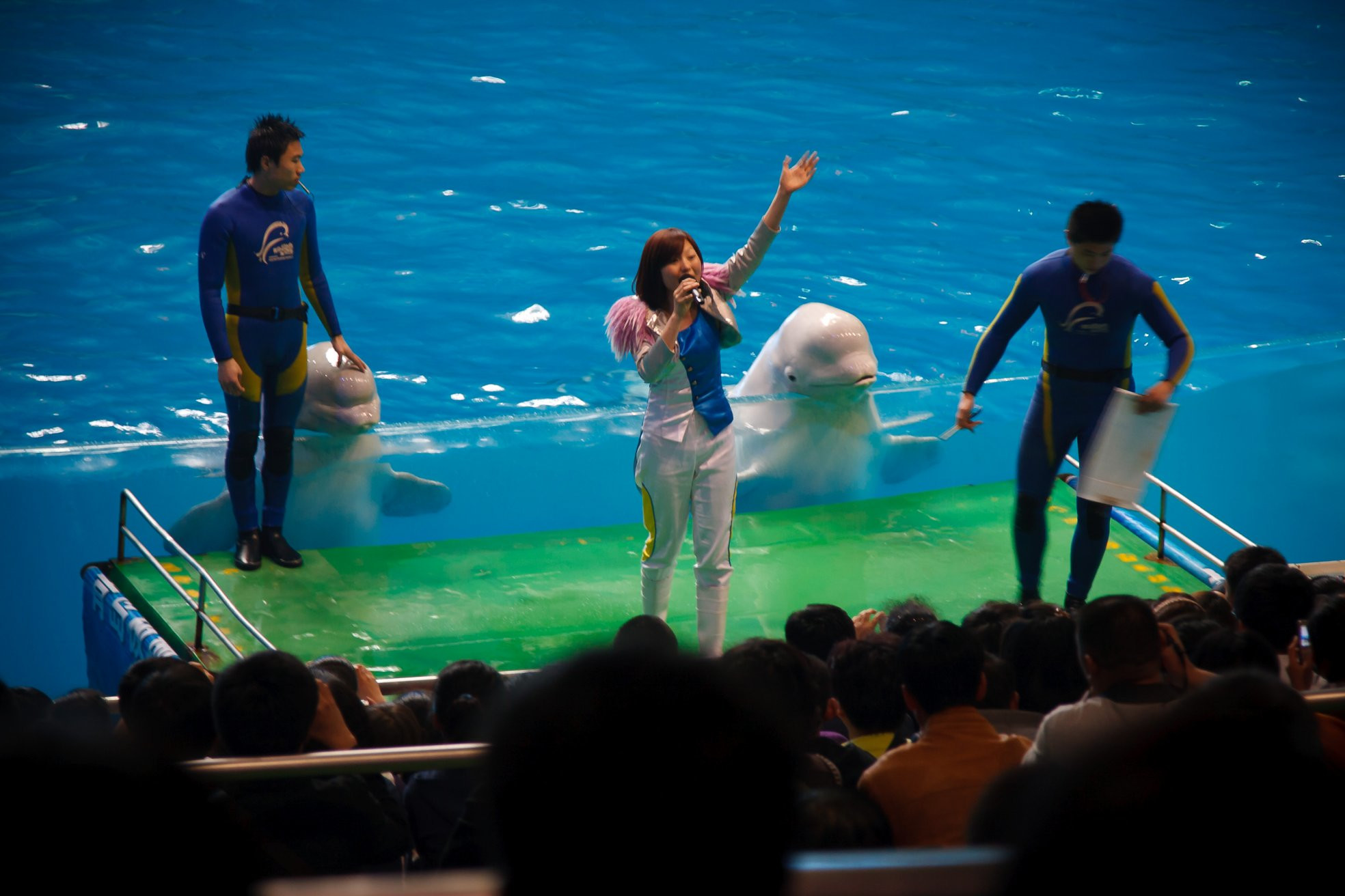Белуги в аквариуме Полярный Океанский Мир – фотографии Китая