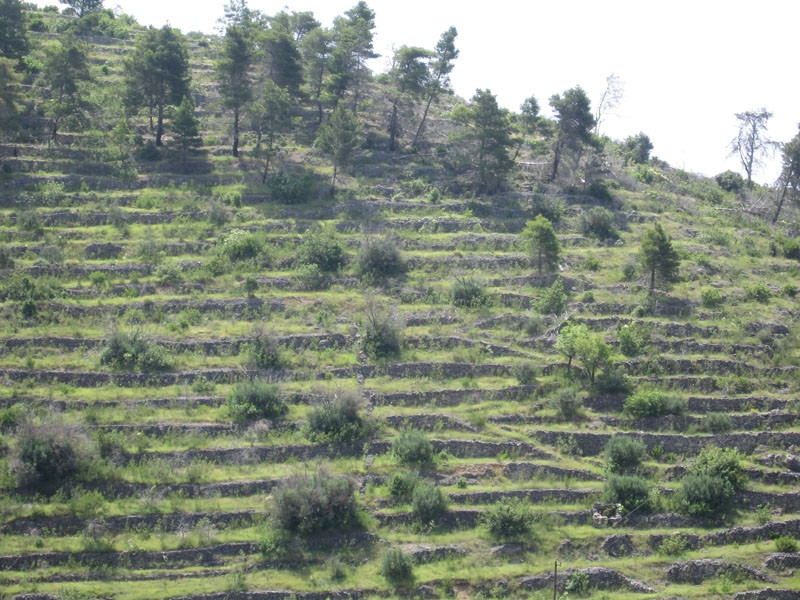 Природа на острове Корчула, Хорватия. Фото 7 – фотографии Хорватии