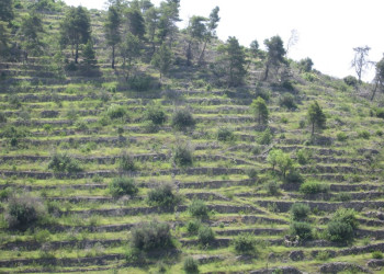 Природа на острове Корчула, Хорватия. Фото 7 – фотографии Хорватии