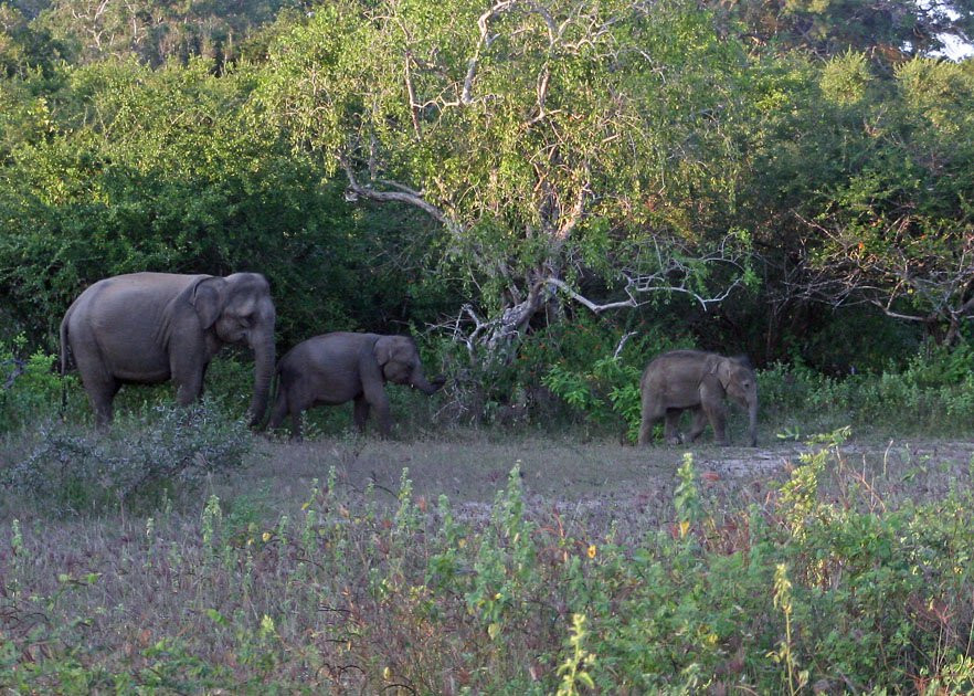 Яла Национальный Парк, Шри-Ланка, фото № 52631 – фотографии Шри-Ланки