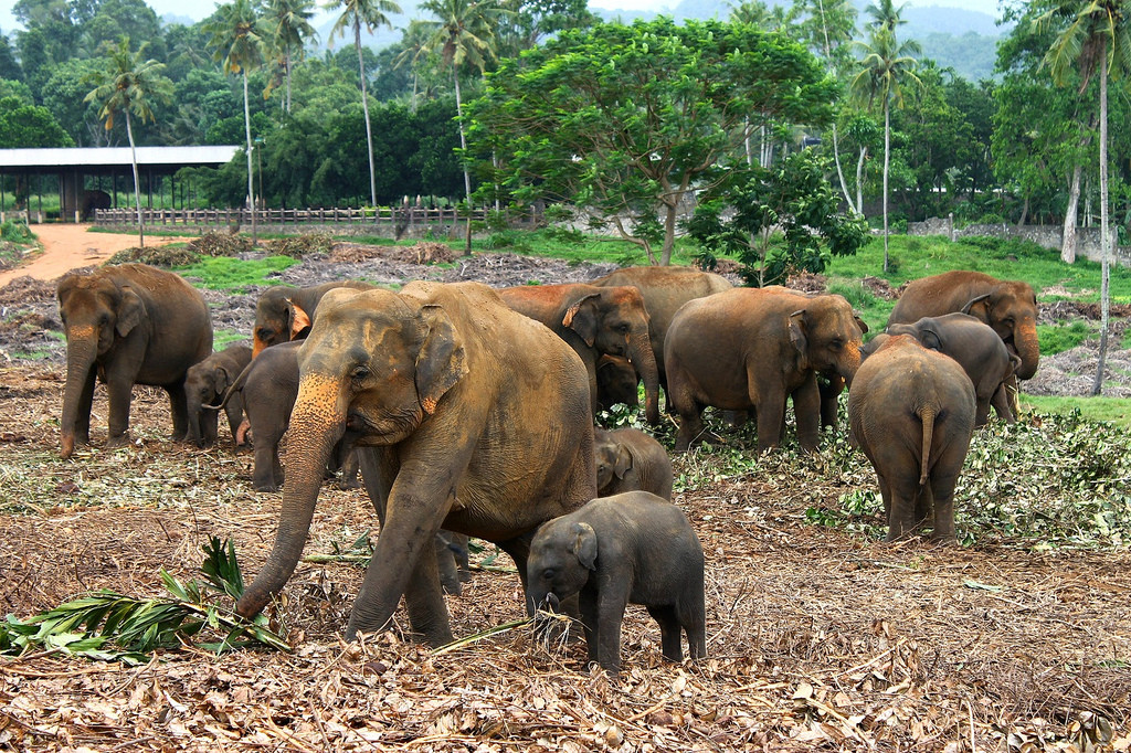 Слоновий питомник в Пиннавеле в 40 километрах от Канди – фотографии Шри-Ланки