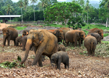 Слоновий питомник в Пиннавеле в 40 километрах от Канди – фотографии Шри-Ланки