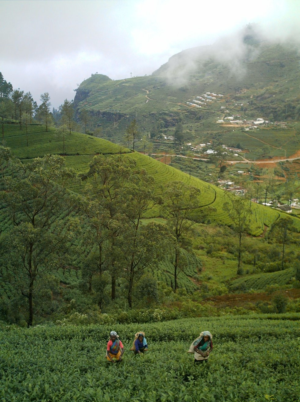 Нувара Элия, Шри-Ланка, фото № 52004 – фотографии Шри-Ланки