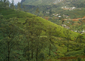 Нувара Элия, Шри-Ланка, фото № 52004 – фотографии Шри-Ланки