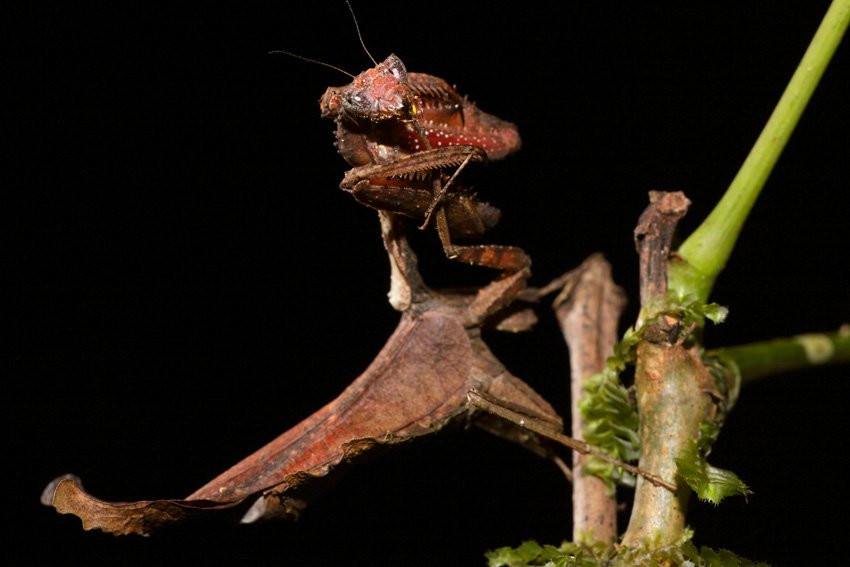 Французская Гвиана, фото № 2124 – фотографии Французской Гвианы