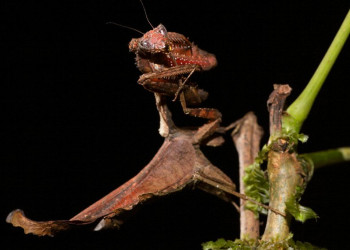 Французская Гвиана, фото № 2124 – фотографии Французской Гвианы