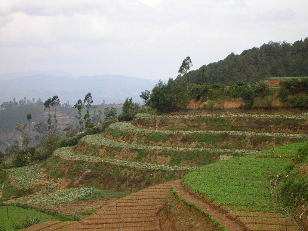 Нувара Элия, Шри-Ланка, фото № 52065 – фотографии Шри-Ланки