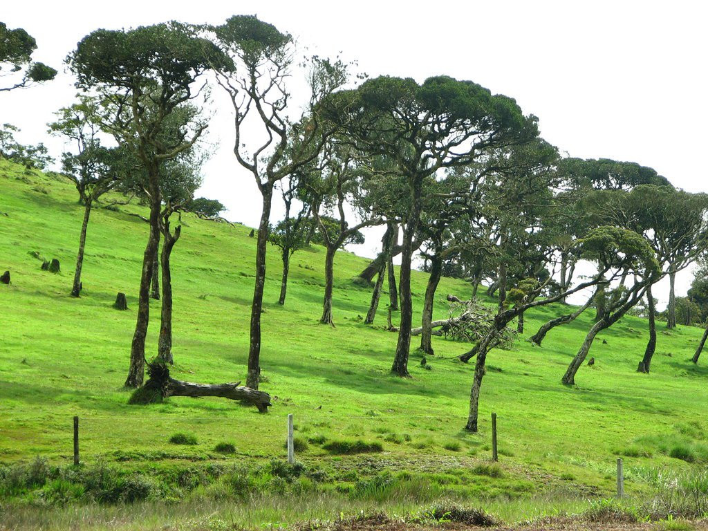 Нувара Элия, Шри-Ланка, фото № 52062 – фотографии Шри-Ланки