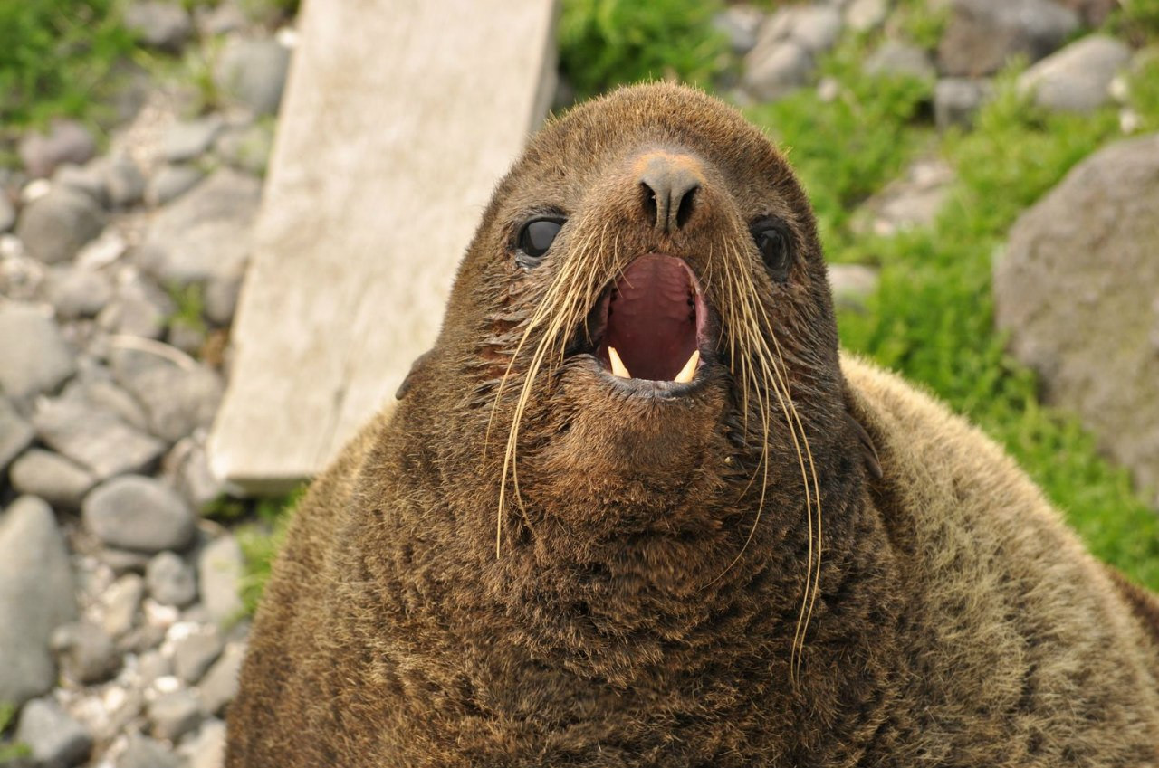 Морской котик – фотографии России