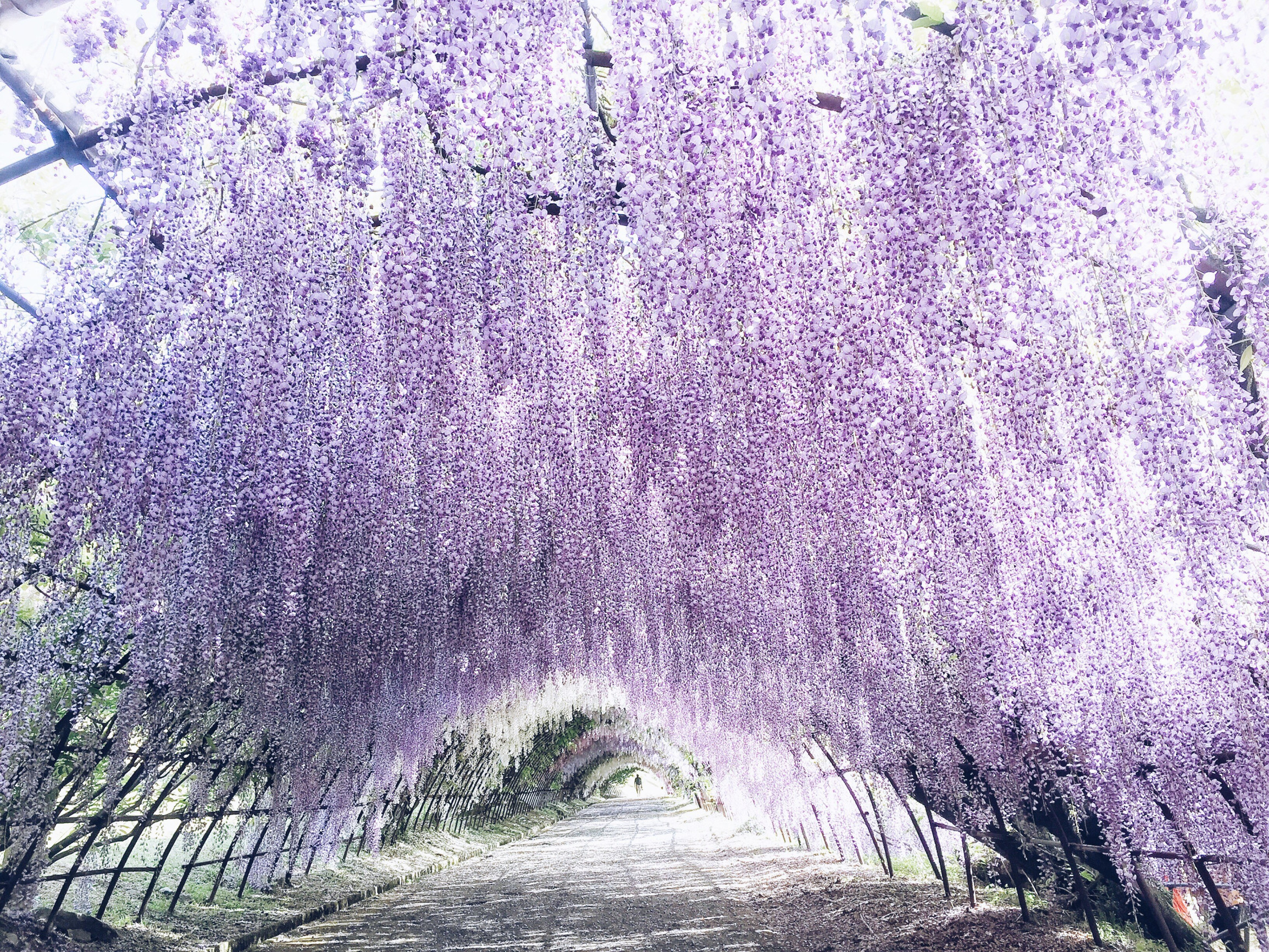 Великолепный Сад Кавачи Фудзи в Японии – фотографии Японии