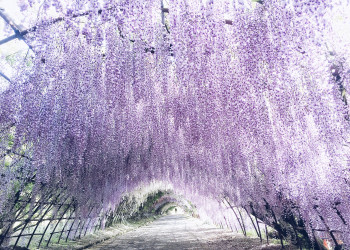 Великолепный Сад Кавачи Фудзи в Японии – фотографии Японии