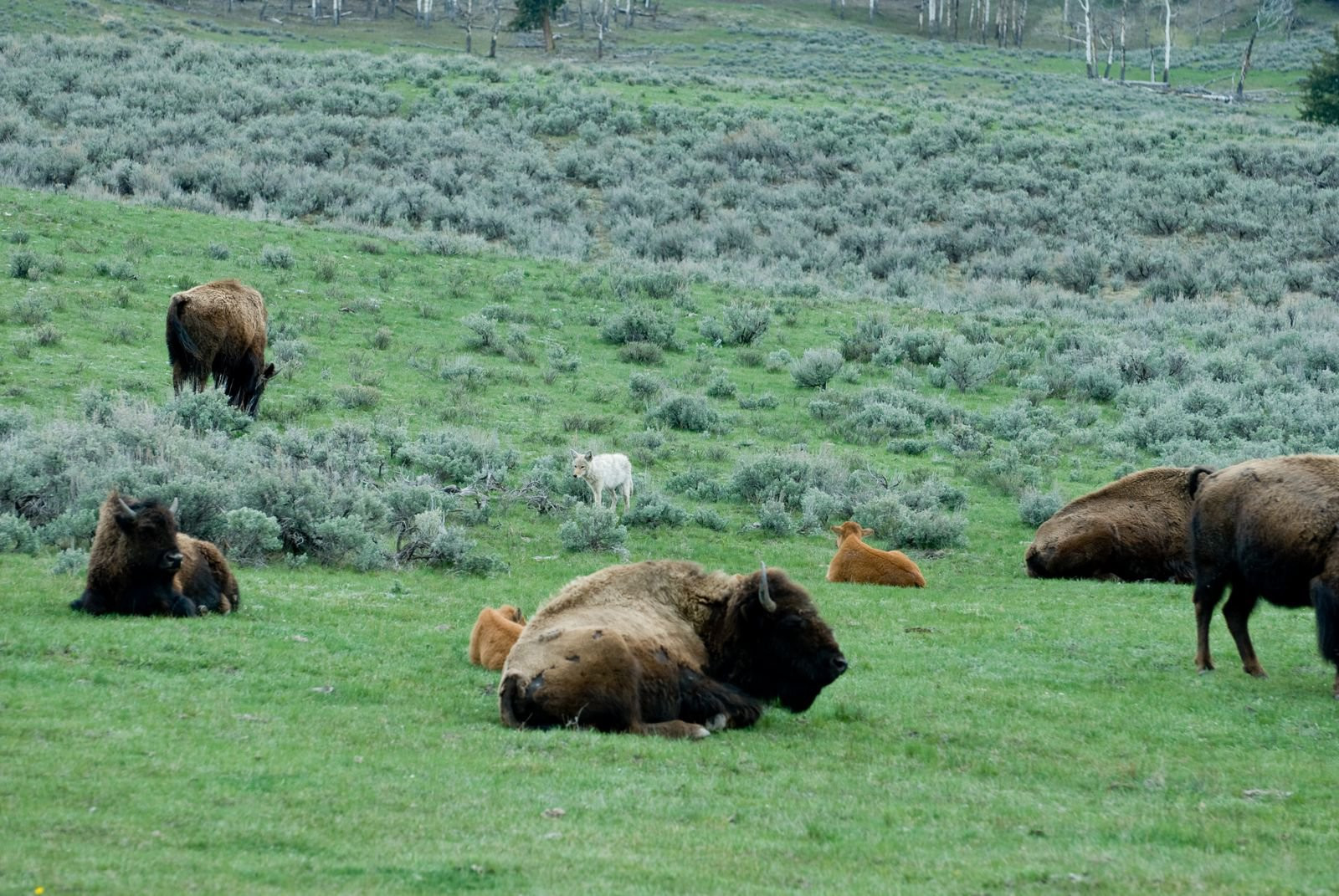Йеллоустоун Национальный Парк, Вайоминг штат, США, фото № 67735 – фотографии США